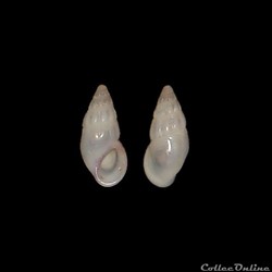 Rissoidae - Rissoa ventricosa (Desmarest, 1814)