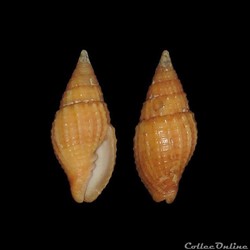 Mitridae - Neotiara nodulosa (Gmelin, 1791)