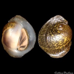 Neritidae - Neritina oweniana (Wood, 1828)