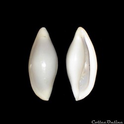 Ovulidae - Simnia spelta (Linné, 1758)