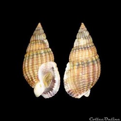 Nassariidae - Tritia reticulata (Linné, 1758)
