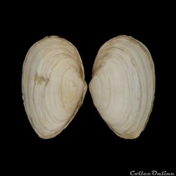 Myidae - Mya arenaria (Linné, 1758)