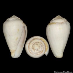 Conidae - Lautoconus (Varioconus) filmeri (Rolán & Röckel, 2000)