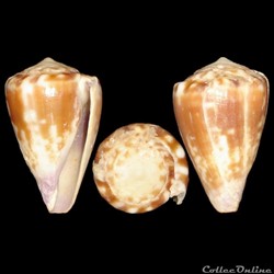 Harmoniconus nux (Broderip, 1833)