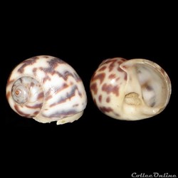 Naticidae - Natica gruveli (Dautzenberg, 1910)