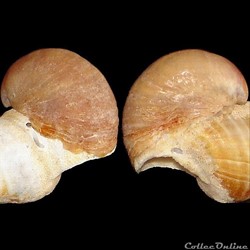 Calyptraeidae - Crepidula fornicata (Linné, 1758)