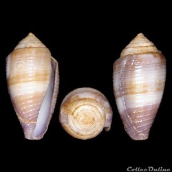 Leporiconus glans (Hwass in Bruguière, 1792)