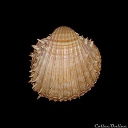 Cardiidae - Acanthocardia aculeata (Linné, 1758)