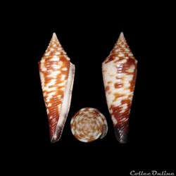 Fusiconus (Fusiconus) hopwoodi (Tomlin, 1937)