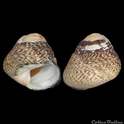Trochidae - Phorcus lineatus (da Costa, 1778)