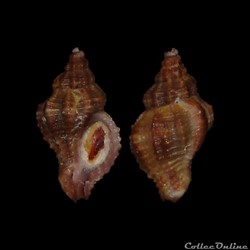 Muricidae - Ocenebra ingloria (Crosse, 1865)