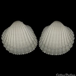 Cardiidae - Acanthocardia tuberculata (Linné, 1758)