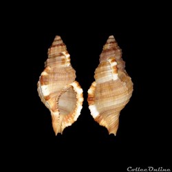 Cymatiidae - Monoplex pilearis (Linné, 1758)