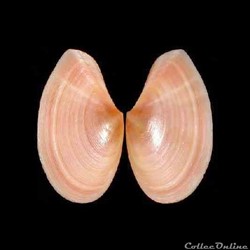 Tellinidae - Bosemprella incarnata (Linné, 1758)