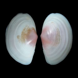 Psammobiidae - Sanguinolaria sanguinolenta (Gmelin, 1791)