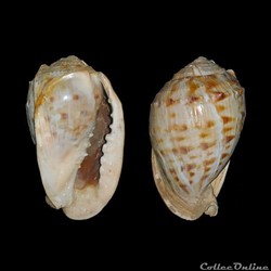 Cassidae - Cassis tessellata (Gmelin, 1791)