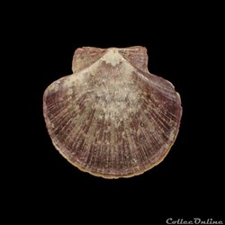 Pectinidae - Euvola ziczac (Linné, 1758)