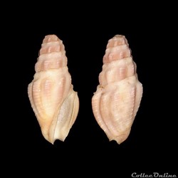 Pseudomelatomidae - Crassispira callosa (Kiener, 1839)