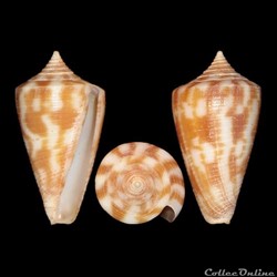 Eremiconus dampierensis (Filmer & Coomans, 1985)