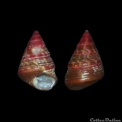 Trochidae - Jujubinus exasperatus (Pennant, 1777)