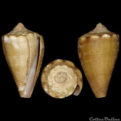 Monteiroconus mus (Hwass in Bruguière, 1792)