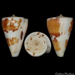 Kioconus (Kioconus) malacanus (Hwass in Bruguière 1792)