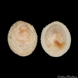Hipponicidae - Pilosabia subrufa (Lamarck, 1819)