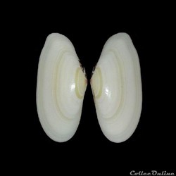 Tellinidae - Tellina radiata (Linné, 1758)