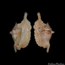 Strombidae - Lobatus gallus (Linné, 1758)