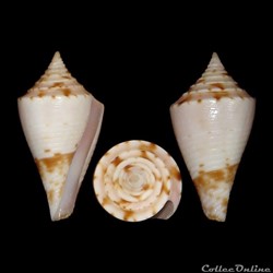 Conasprella memiae f. adonis (Shikama, 1971)