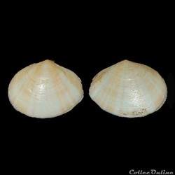 Tellinidae - Laciolina laevigata (Linnaeus, 1758)
