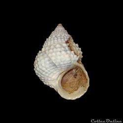 Littorinidae - Cenchritis muricatus (Linné, 1758)
