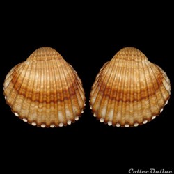 Cardiidae - Acanthocardia tuberculata (Linné, 1758)