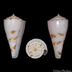 Endemoconus ione (Fulton, 1938)