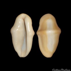 Ovulidae - Cyphoma gibbosum (Linné, 1758)