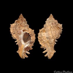 Muricidae - Phyllonotus pomum (Gmelin, 1791)