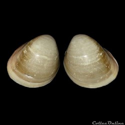 Cardiidae - Fulvia laevigata (Linné, 1758)