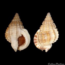 Nassariidae - Nassarius pachychilus (Maltzan, 1884)