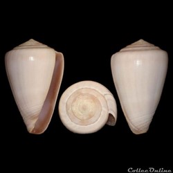 Kalloconus (Trovaoconus) trochulus (Reeve, 1844)