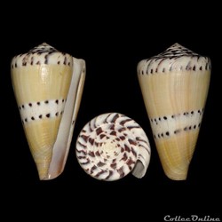 Rhizoconus mustelinus (Hwass in Bruguière, 1792)