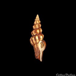 Fasciolariidae - Polygona infundibulum (Gmelin, 1791)