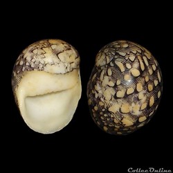 Neritidae - Nereina punctulata (Lamarck, 1816)