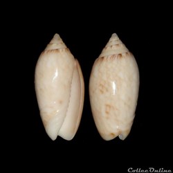 Olividae - Americoliva reticularis (Lamarck, 1811)