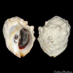 Muricidae - Thais nodosa (Linné, 1758)