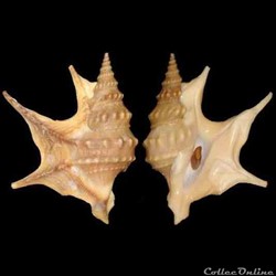 Aporrhaidae - Aporrhais pespelecani (Linné, 1758)