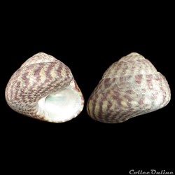 Trochidae - Steromphala pennanti (Philippi, 1846)
