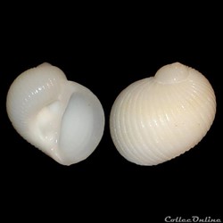 Naticidae - Stigmaulax sulcatus (Born, 1778)