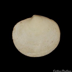 Lucinidae - Codakia orbicularis (Linné, 1758)