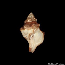 Fasciolariidae - Leucozonia nassa (Gmelin, 1791)