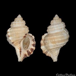 Monoplex - Monoplex parthenopeus (Von Salis Marschlins, 1793)